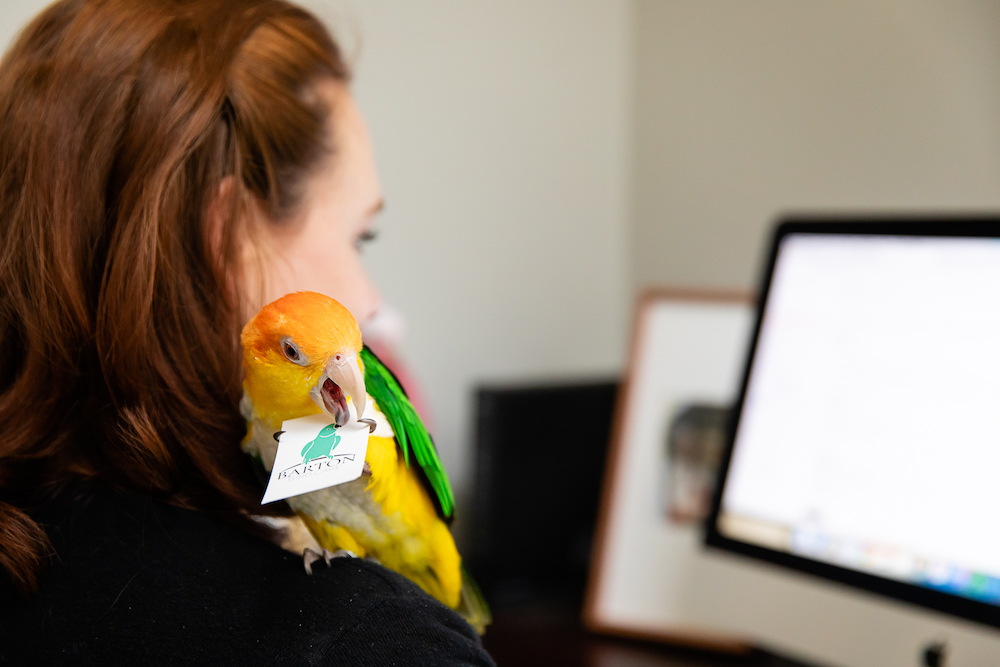 Four Ways to Create a Smart Room for your Parrot