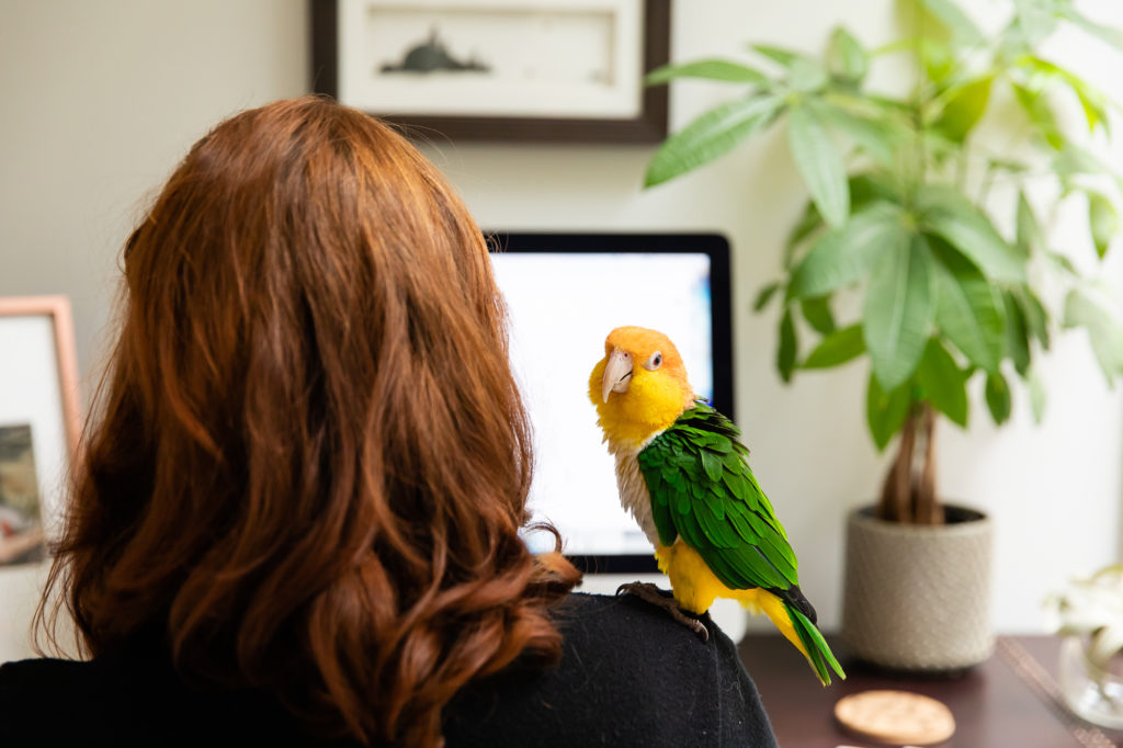 Woman sitting at desk with a caique parrot on her shoulder