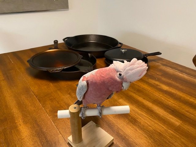 Cockatoo standing in front of three cast iron pans.