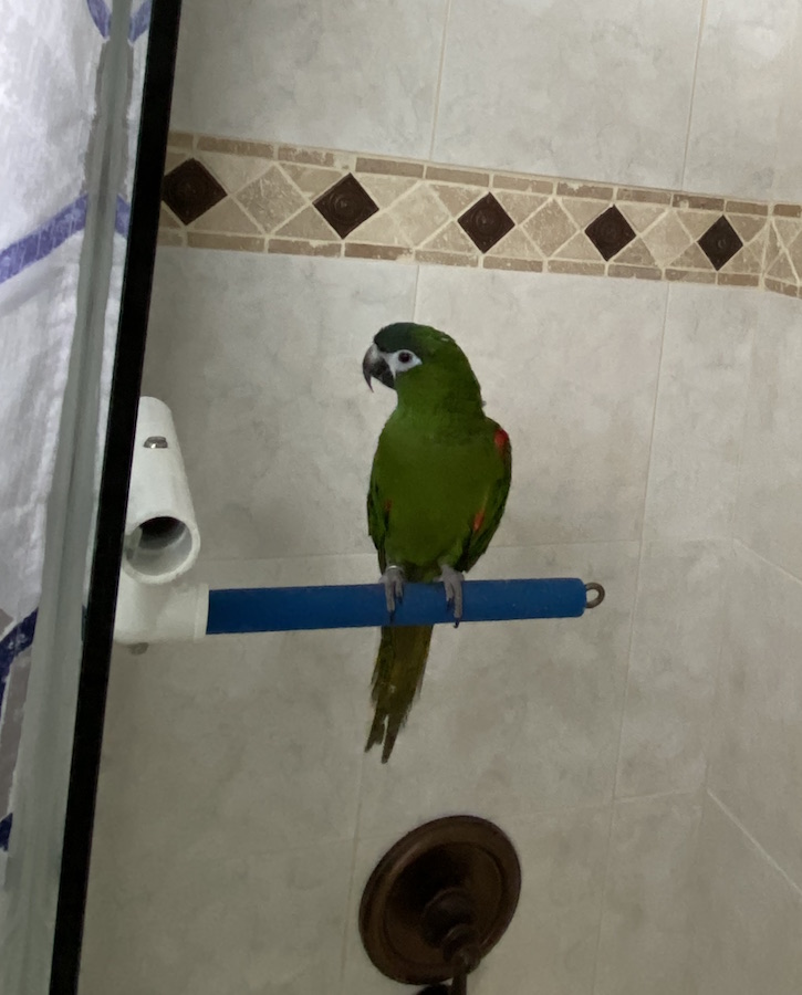 Hahn's macaw sitting on perch in a shower